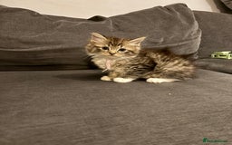 Ragcoon cats for sale: Ragcoon kittens Ready Now!  - Image 4