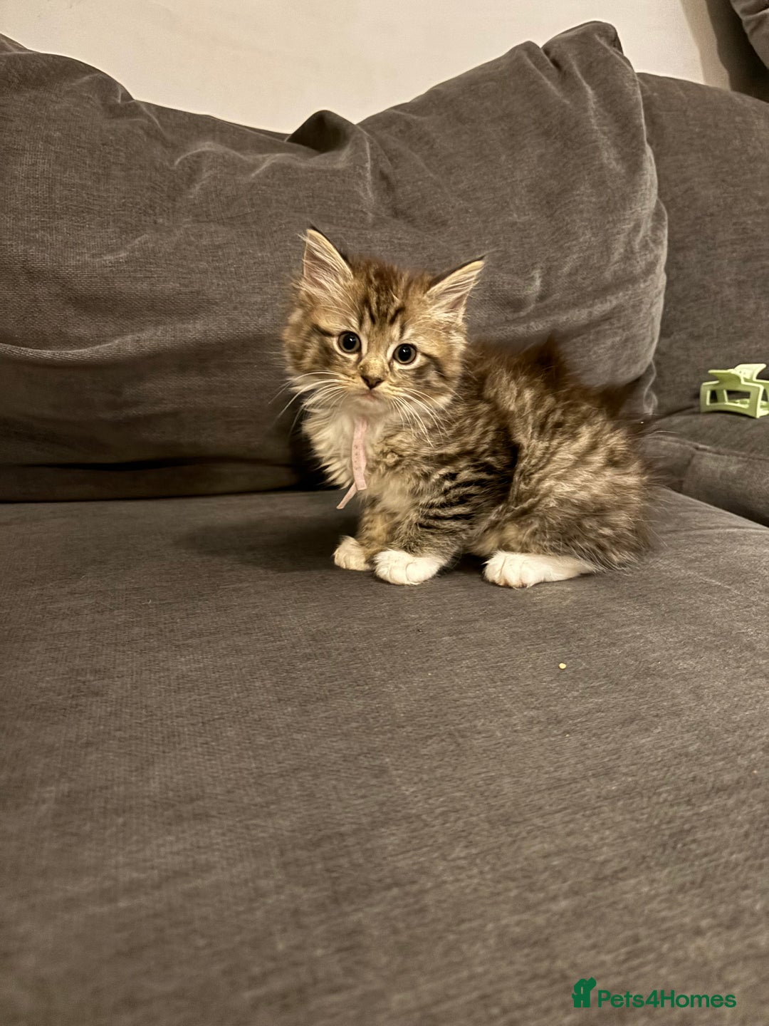 Ragcoon cats for sale: Ragcoon kittens Ready Now!  - Image 4