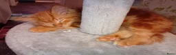Mixed Breed cats for sale: 3 kittens for sale  - Advert 2