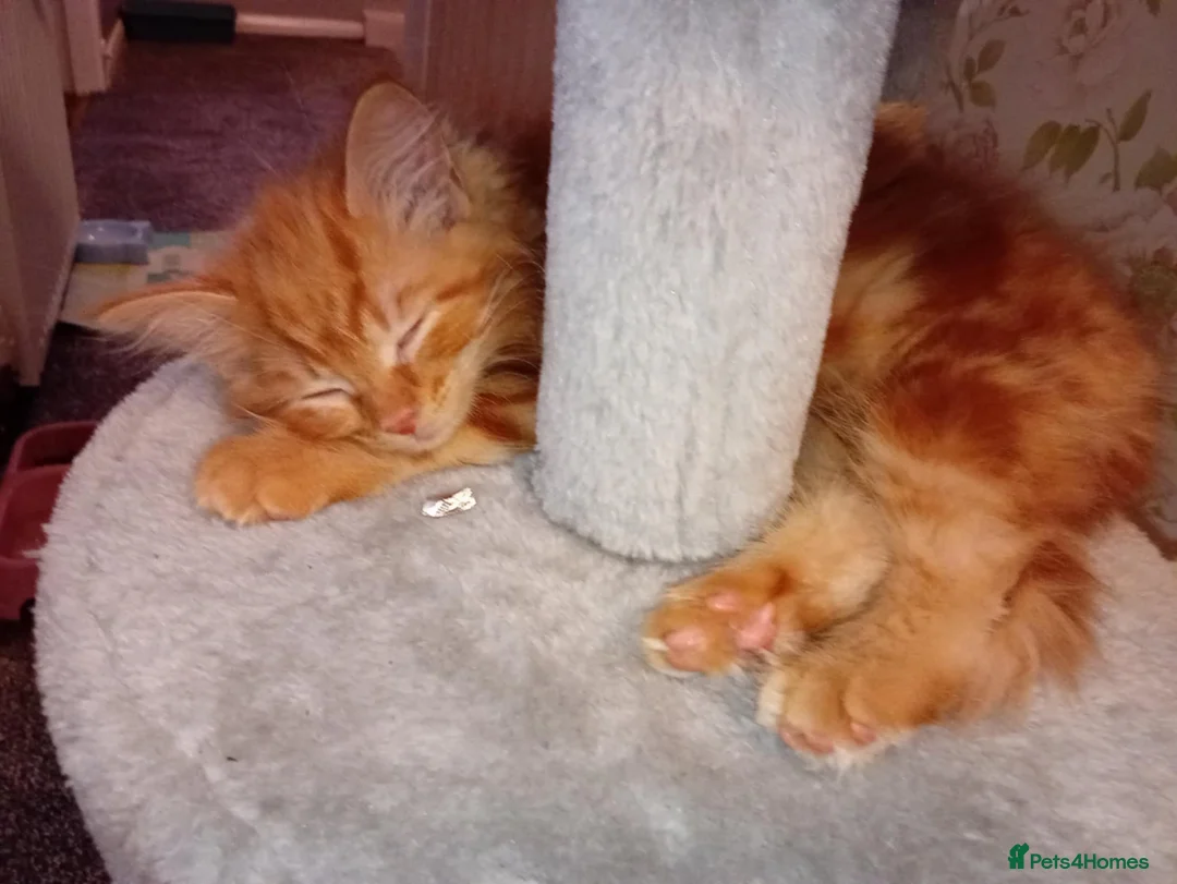 Mixed Breed cats for sale: 3 kittens for sale  - Advert 2