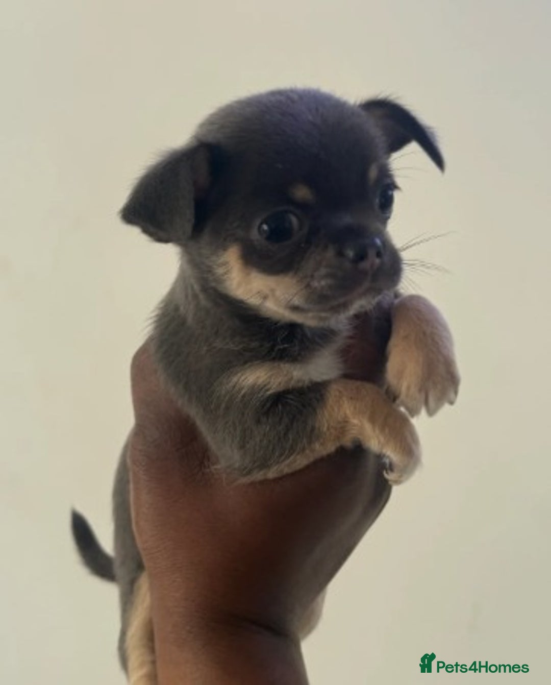 Chihuahua dogs for sale:  Stunning Blue & Lilac Tri Chihuahua Puppies  - Advert 11