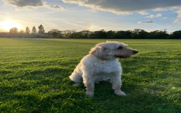 Labradoodle dogs for sale: Loving Home Wanted for 4-Year-Old Labradoodle - Image 4