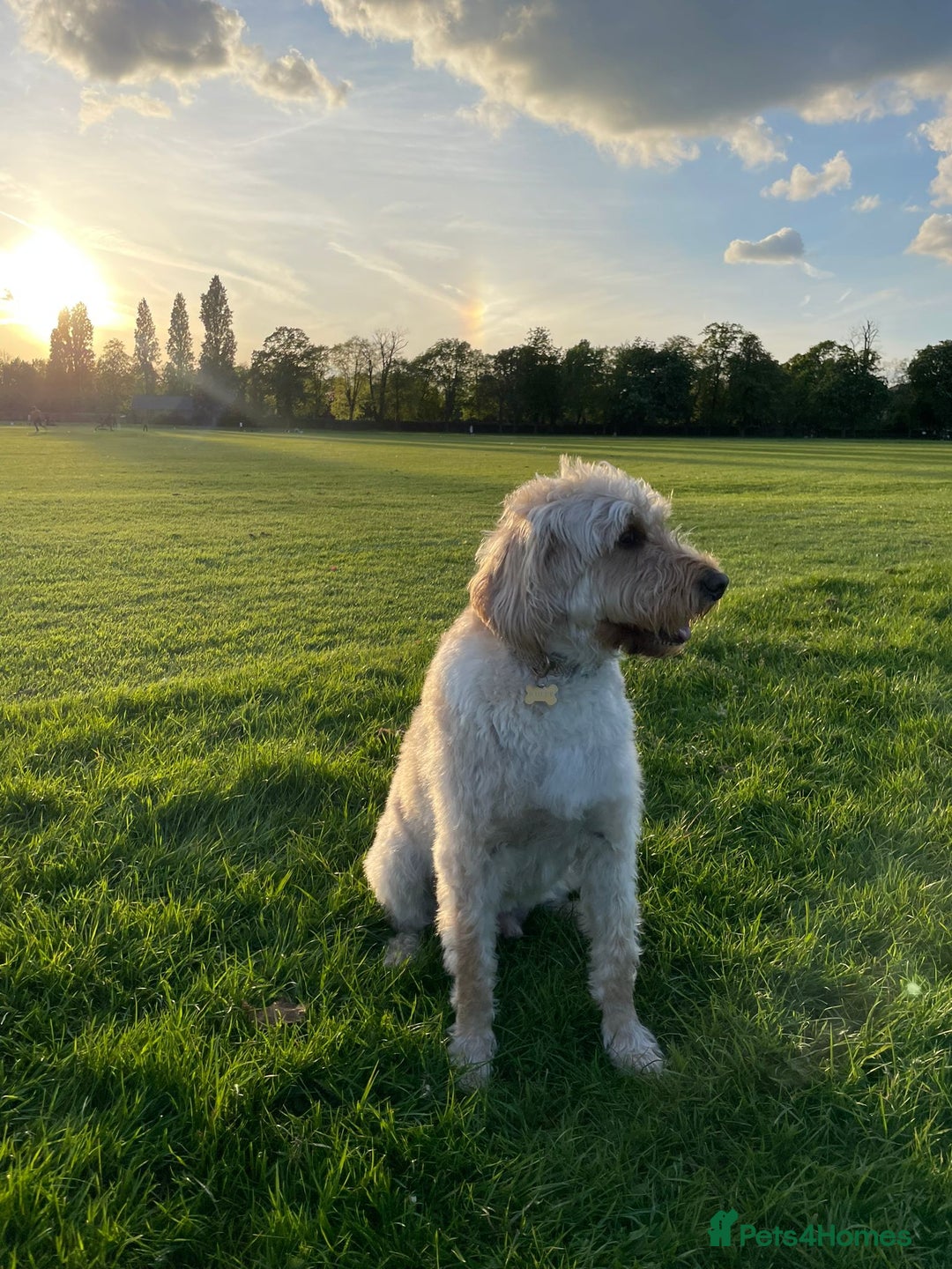 Labradoodle dogs for sale: Loving Home Wanted for 4-Year-Old Labradoodle - Image 4