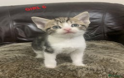Mixed Breed cats for sale: 6 X BEAUTIFUL MIXED BREED KITTENS BORN 23.08.2025  - Image 22