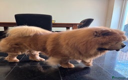 Chow Chow dogs for sale: Loving chow chow looking for a new home - Image 7