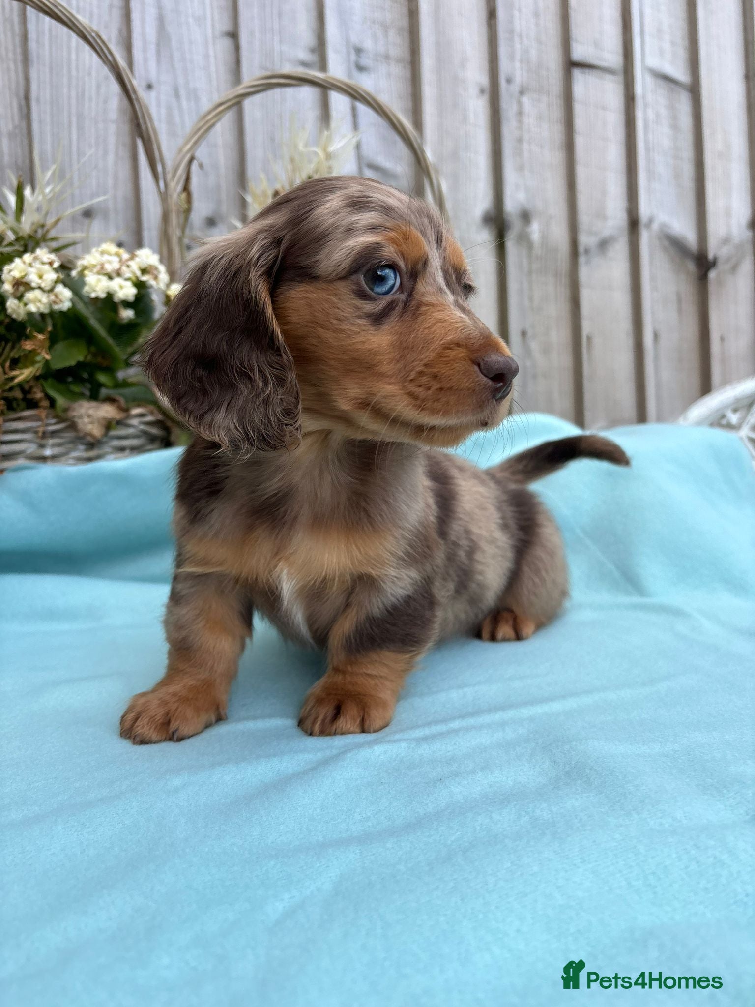 Dachshund dogs Miniature long-haired dachshund - Advert 1