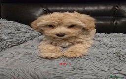 Maltipoo dogs for sale: MALTIPOO PUPPIES FOR SALE - Image 29