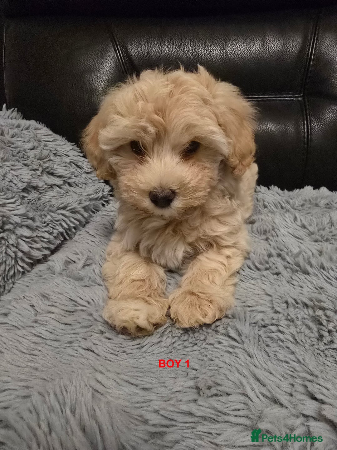 Maltipoo dogs for sale: MALTIPOO PUPPIES FOR SALE - Image 29