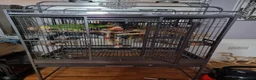Parrots birds for sale: Double yellow headed amazon - Advert 13