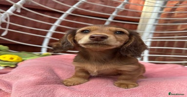 Dachshund dogs - Advert 2