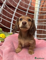 Dachshund dogs - Advert 6