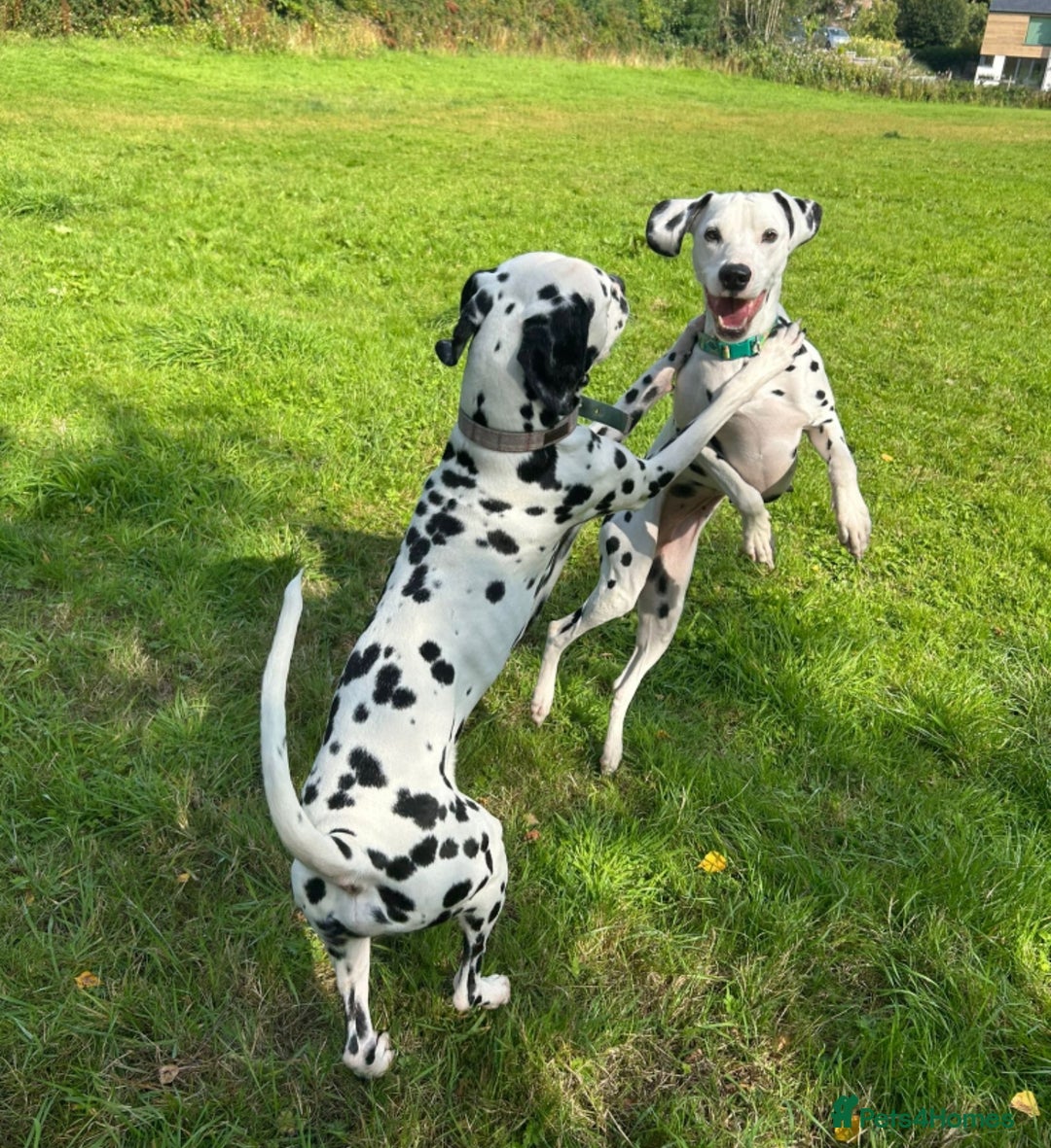 Dalmatian dogs for sale: Beautiful Happy Neutered Boy  - Image 4