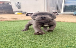 Staffordshire Bull Terrier dogs for sale: Stunning Staffordshire Bull Terrier pups   in Farnborough - Image 9