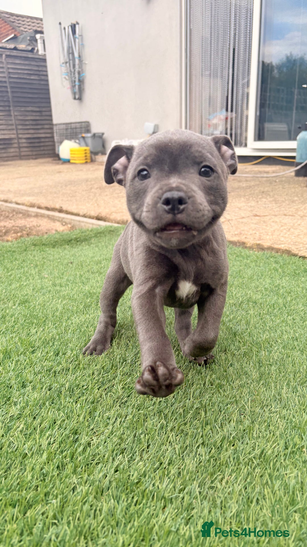 Staffordshire Bull Terrier dogs for sale: Stunning Staffordshire Bull Terrier pups   in Farnborough - Image 9