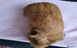 Guinea Pig rodents for sale: Baby girls guinea pigs  - Image 14
