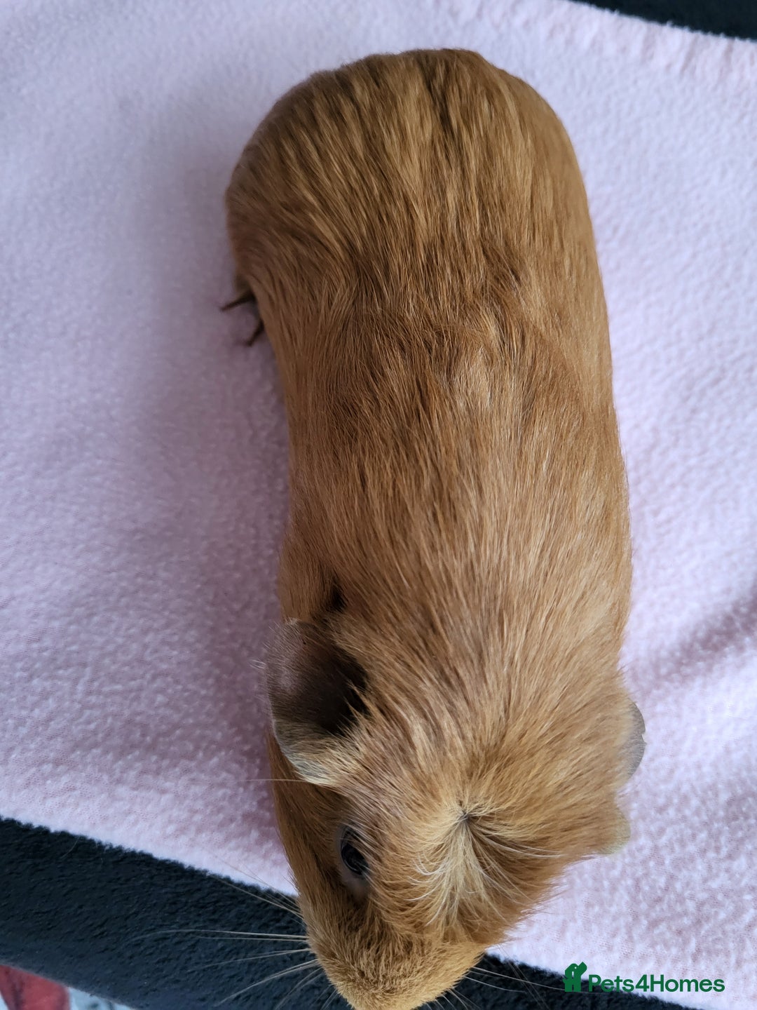 Guinea Pig rodents for sale: Baby girls guinea pigs  - Image 14