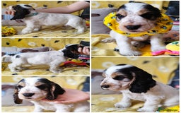 Cocker Spaniel dogs for sale: KC English Show Type Cocker Spaniel Puppies  - Image 9