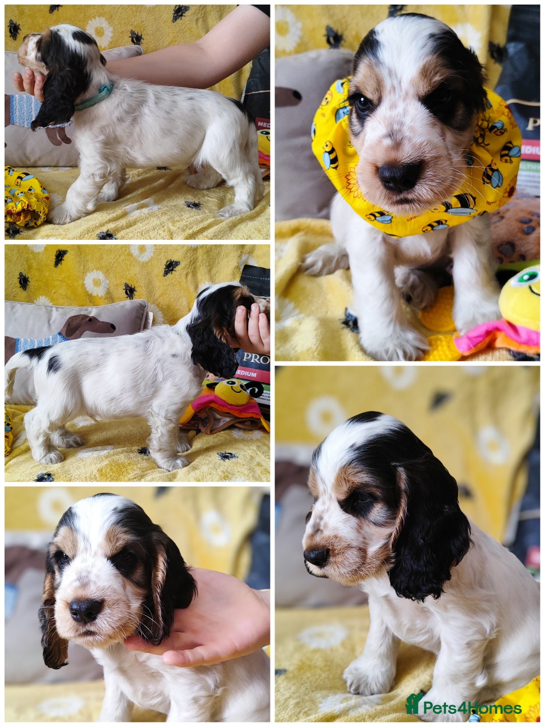 Cocker Spaniel dogs for sale: KC English Show Type Cocker Spaniel Puppies  - Image 9