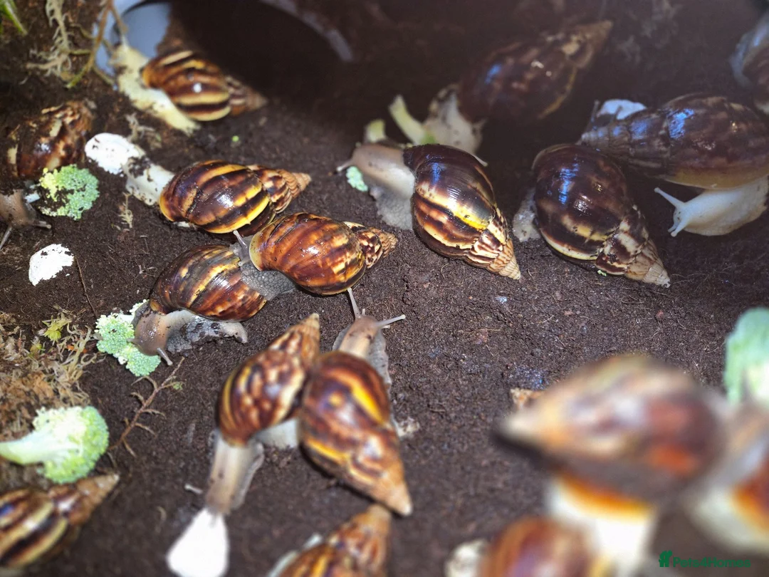 Snails invertebrates for sale: Juvenile african snails buy 1 get 1 free  - Advert 2