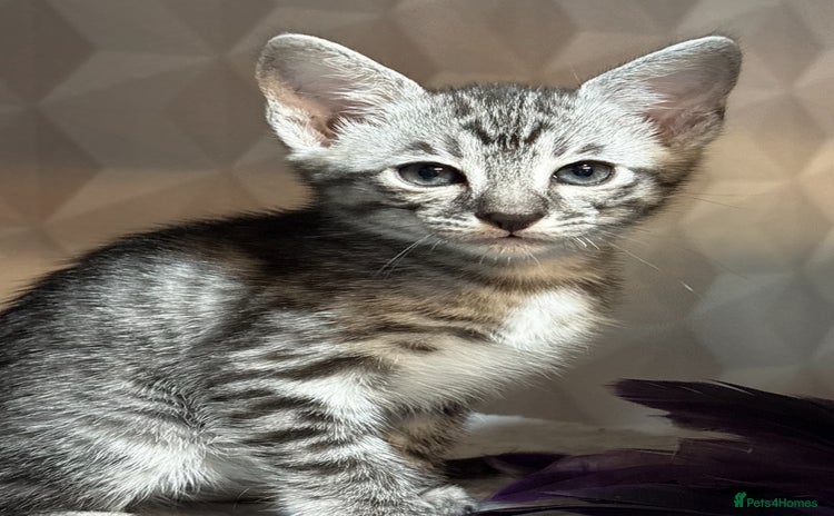 Savannah cats - Advert 3