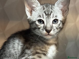 Savannah cats - Advert 4