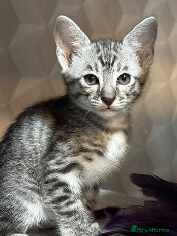 Savannah cats - Advert 13