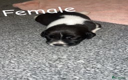Mixed Breed dogs for sale: 6 spaniel, beagle, jack Russell cross for sale  - Image 9