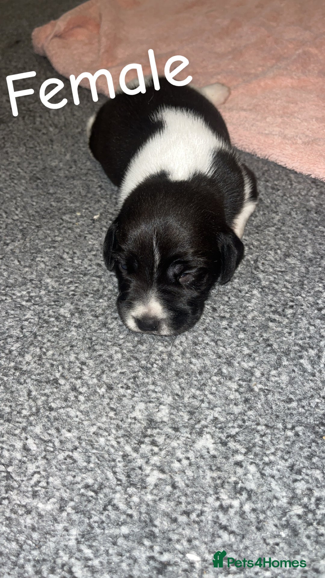 Mixed Breed dogs for sale: 6 spaniel, beagle, jack Russell cross for sale  - Image 9