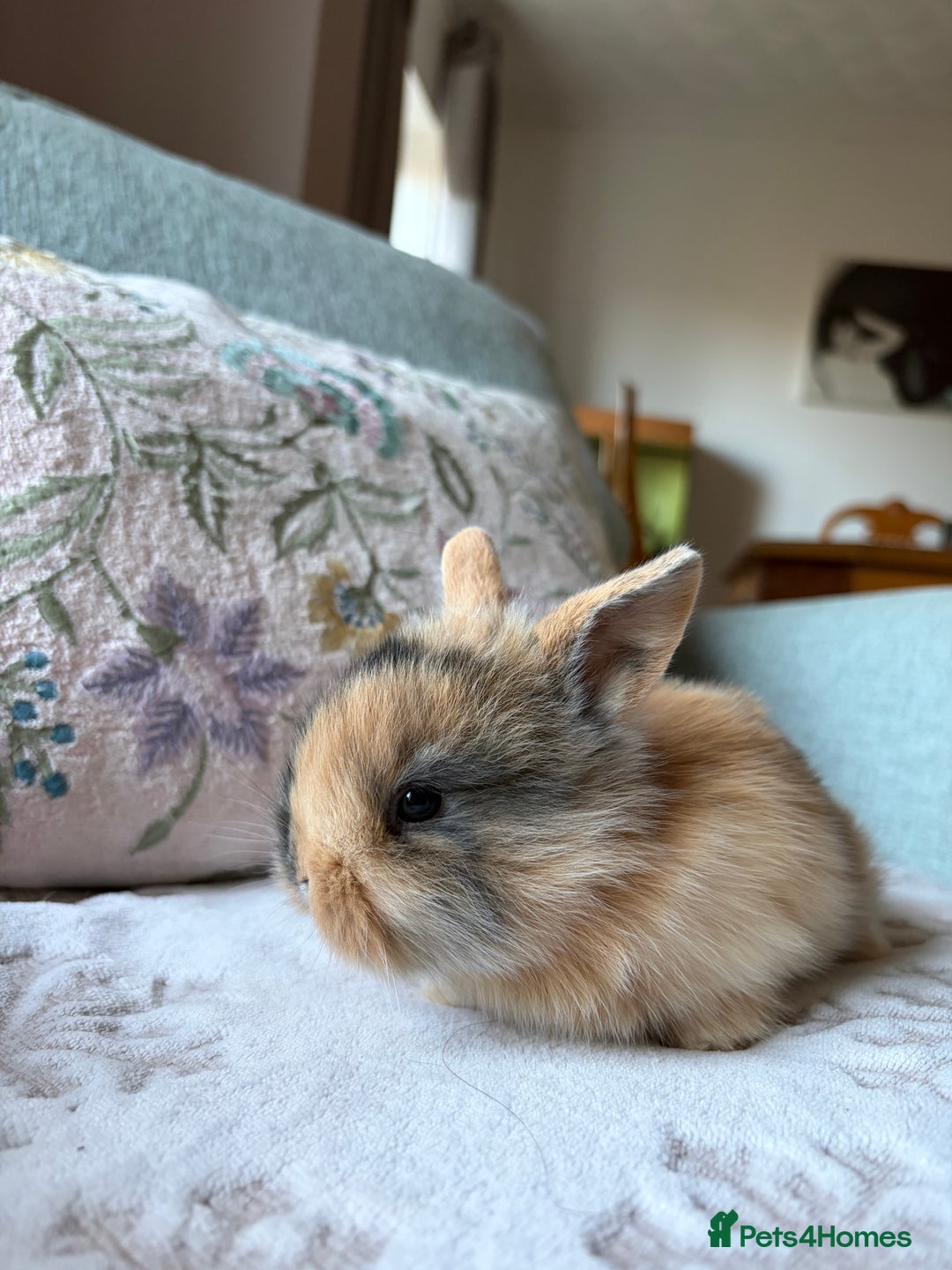 Mixed Breed rabbits for sale: 4 Lionhead x Harlequin Lop Bunnies - Advert 3