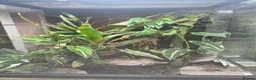 Frog reptiles for sale: 🐸 Proven Azureus breeding pair + bioactive viv - Advert 1
