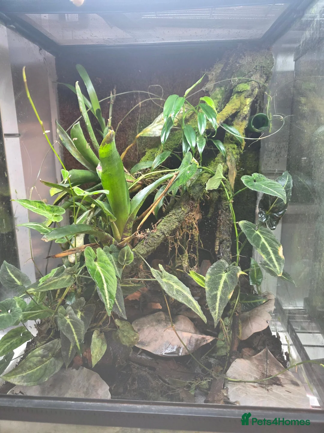 Frog reptiles for sale: 🐸 Proven Azureus breeding pair + bioactive viv - Advert 1