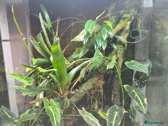 Frog reptiles for sale: 🐸 Proven Azureus breeding pair + bioactive viv - Advert 1