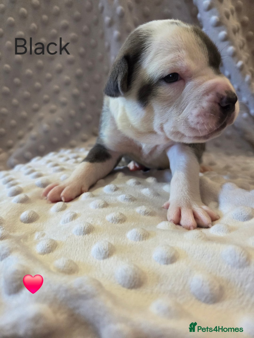 Mixed Breed dogs for sale: Old english bulldross cross american bulldog 😍❤️  - Advert 15