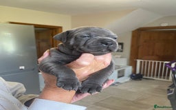 Staffordshire Bull Terrier dogs for sale: Exceptional Champion Pedigree, beautiful blues!! - Image 6