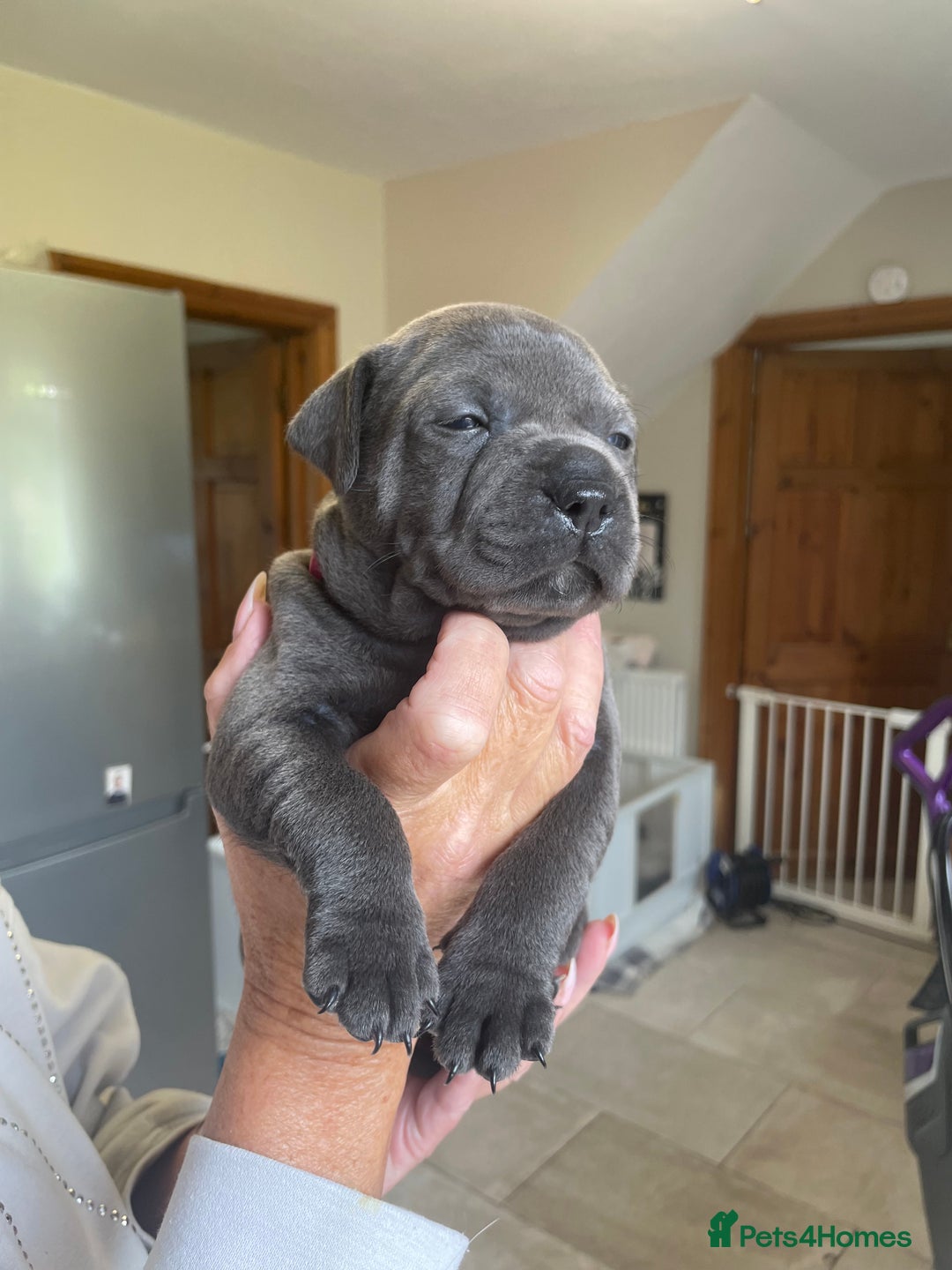 Staffordshire Bull Terrier dogs for sale: Exceptional Champion Pedigree, beautiful blues!! - Image 6