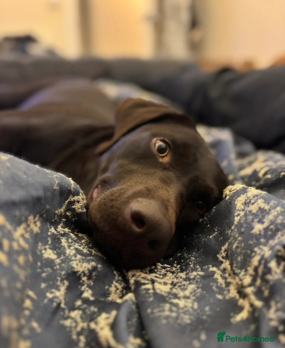 Labrador Retriever dogs for sale: Labrador Puppies - Waiting list now open - Advert 6