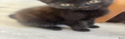 American Shorthair cats for sale: 2 beautiful girl cats - Advert 1