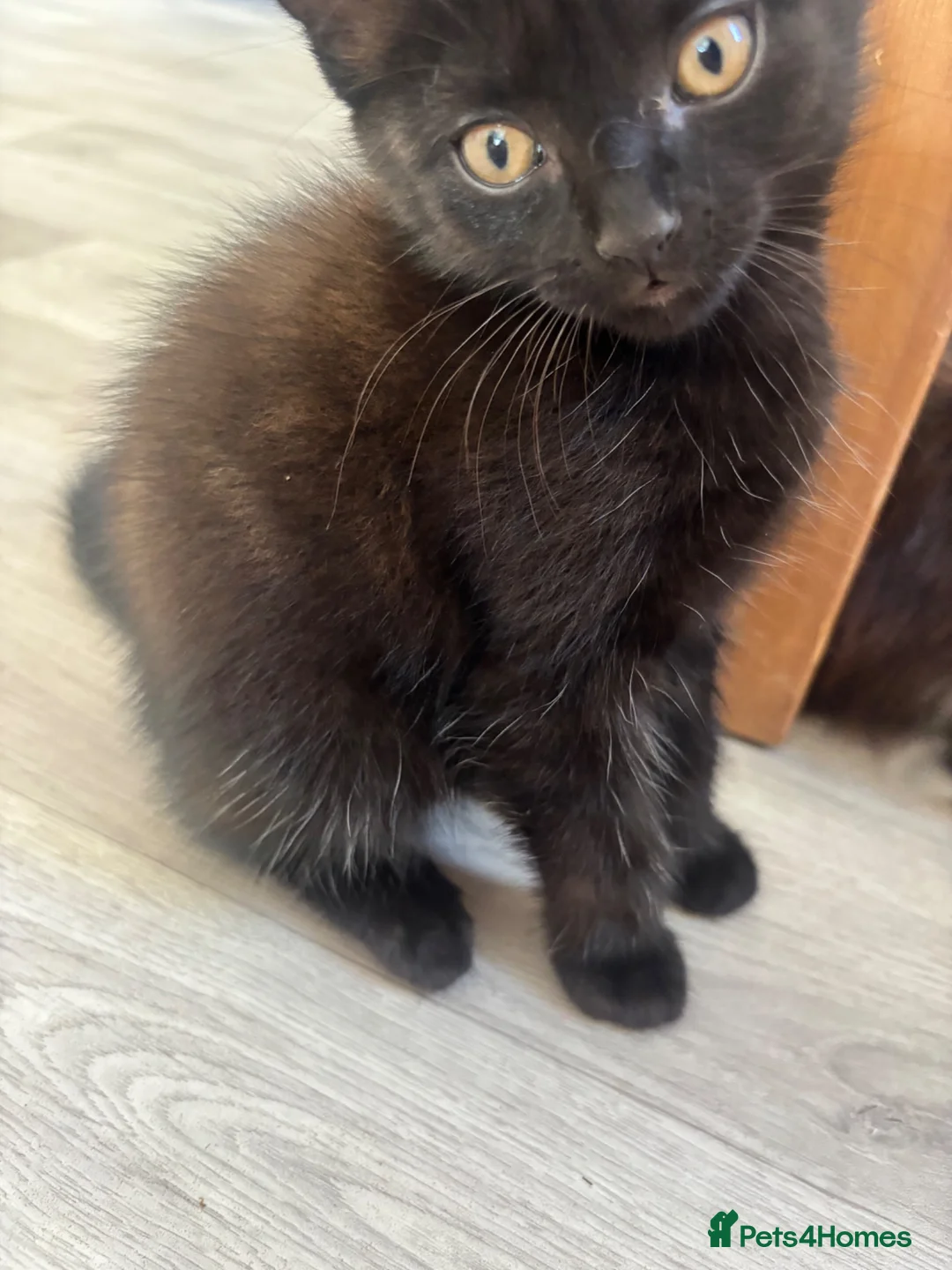 American Shorthair cats for sale: 2 beautiful girl cats - Advert 1