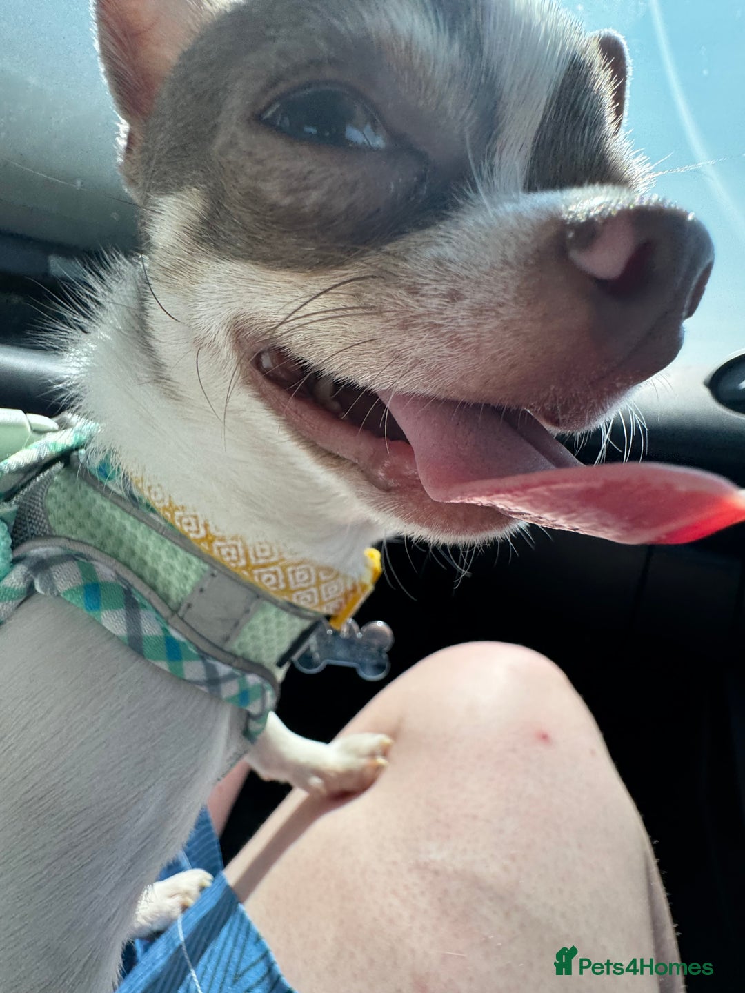 Chihuahua dogs for sale: Tiny Chihuahua Male - Image 6