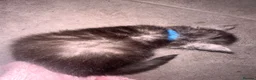 Maine Coon cats for sale: 🐾 Beautiful Maine Coon Kittens  - Advert 19