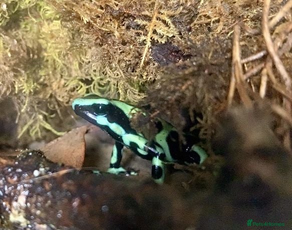 Frog reptiles Adult Dendrobates auratus Green & Black Dart Frogs - Advert 7