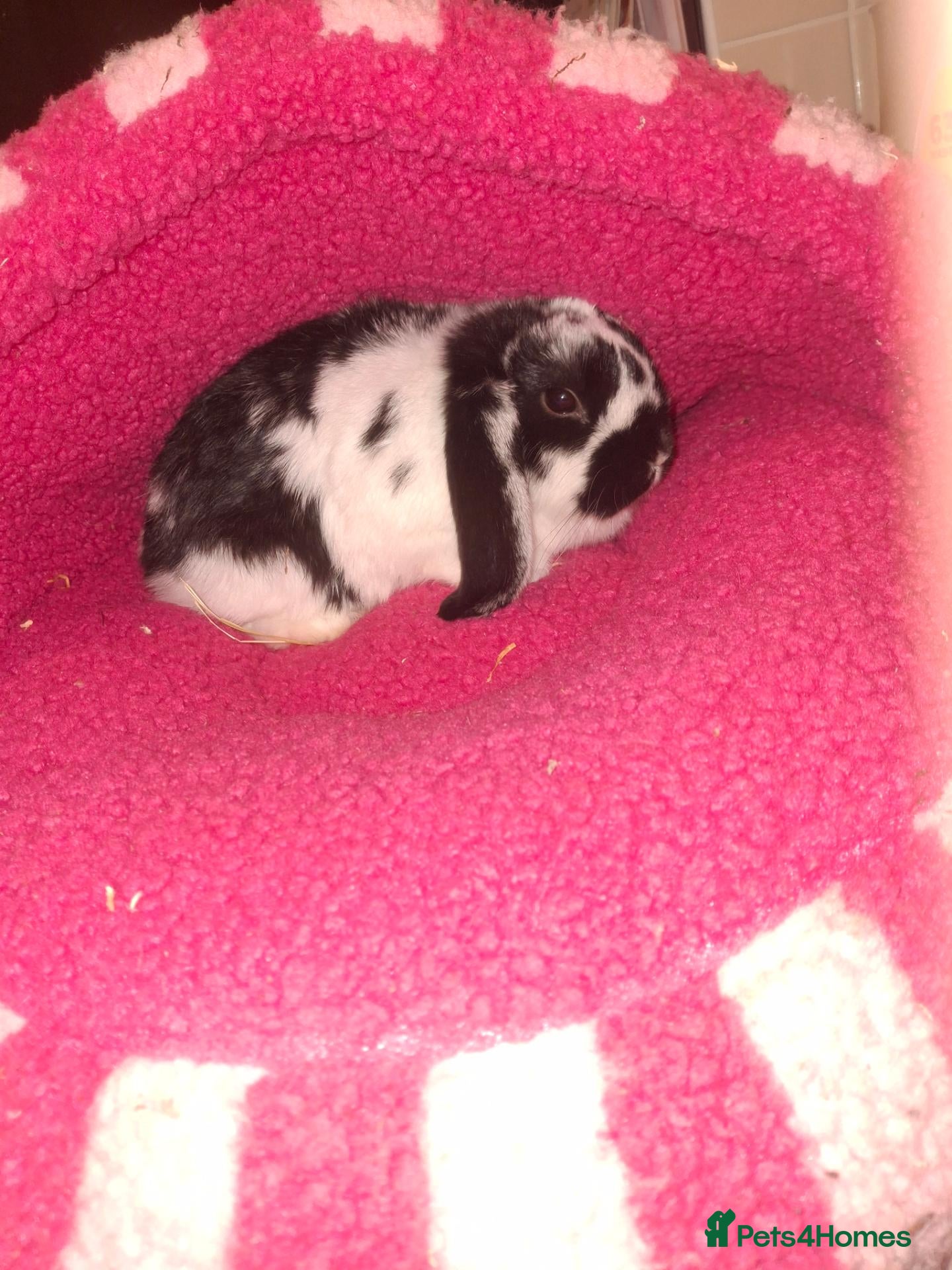 Mini Lop rabbits 2 month old female bunnies - Advert 21