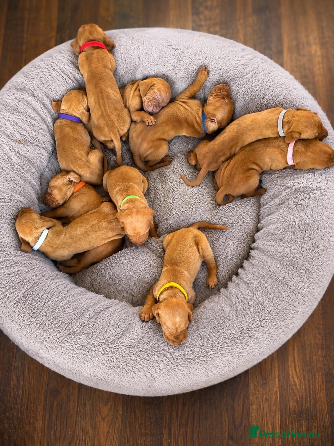 Hungarian Vizsla dogs Beautiful Hungarian Vizsla Puppies - Advert 2
