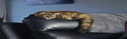 Mixed Breed cats for sale: Mixed Main Coon kittens  - Advert 9