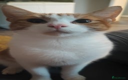 Mixed Breed cats for sale: 🐾 Kittens for Sale 🐾  - Image 4