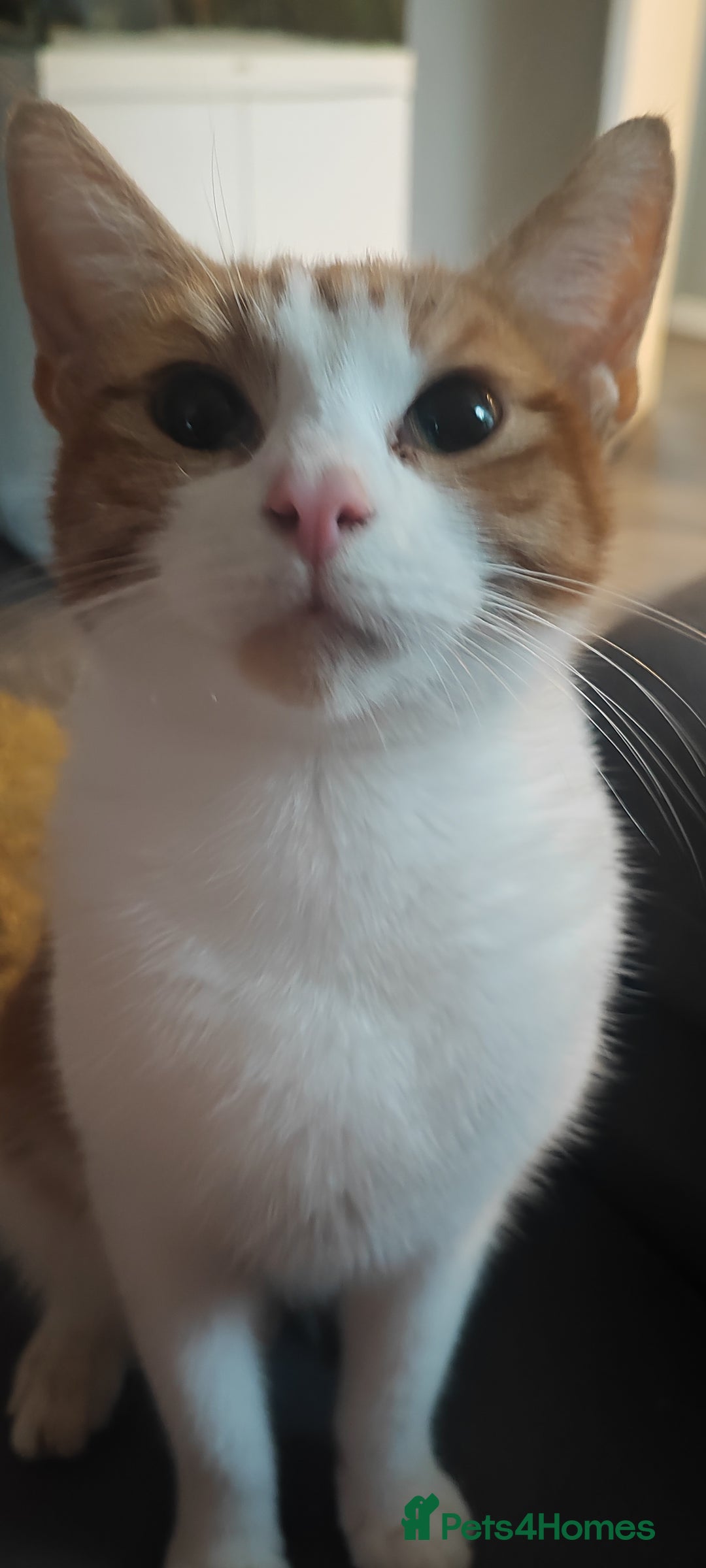 Mixed Breed cats for sale: 🐾 Kittens for Sale 🐾  - Image 4