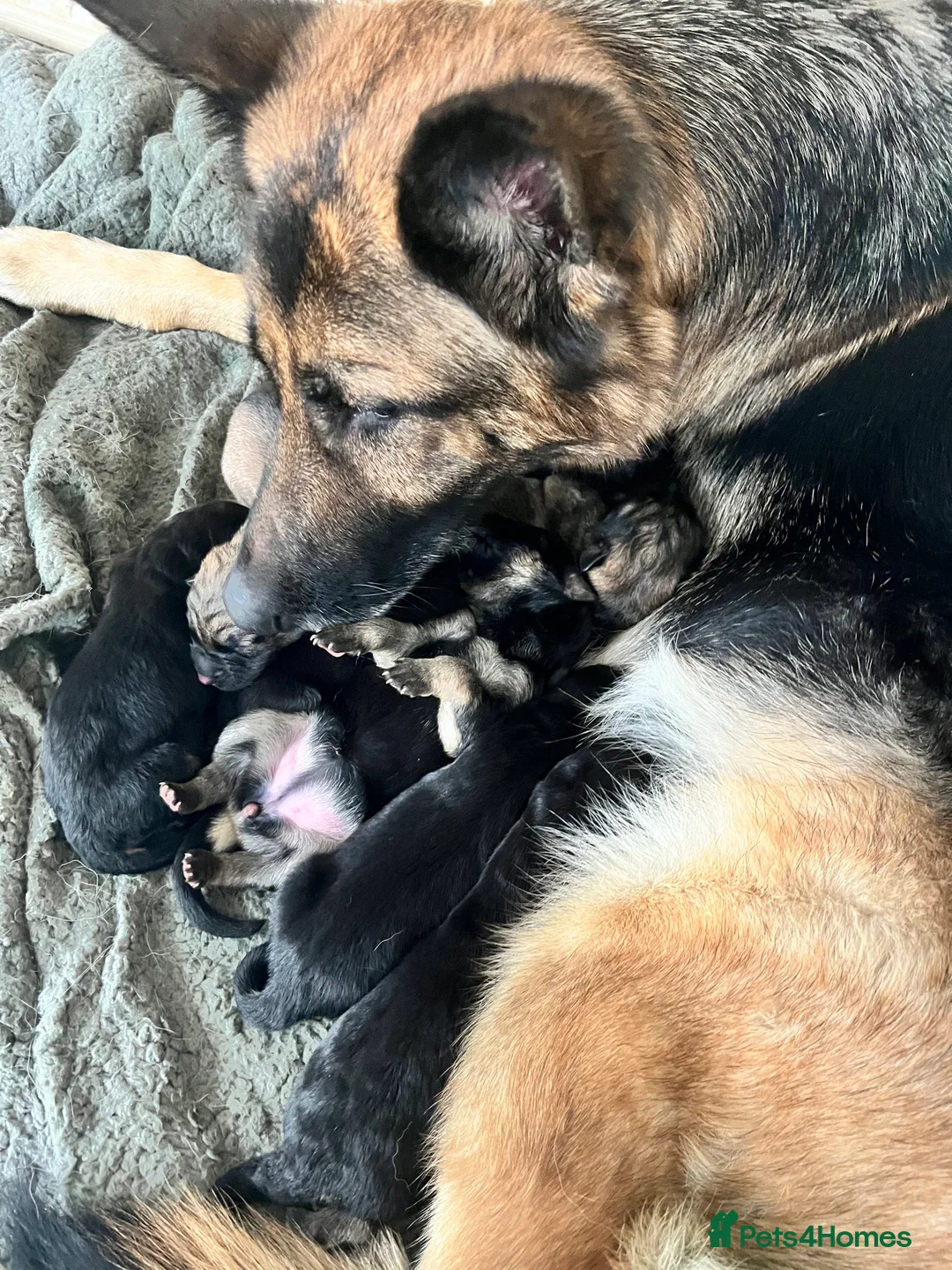 German Shepherd dogs for sale: German shepherd puppies  - Advert 16