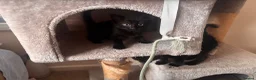 Mixed Breed cats for sale: Black kittens - Advert 5
