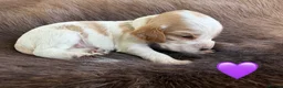 Cocker Spaniel dogs for sale: Health tested parents orange roan show type  - Advert 2