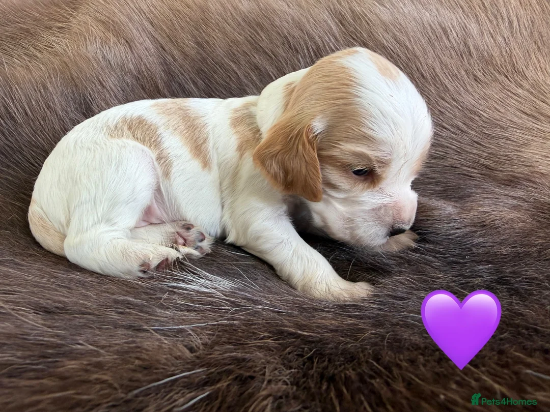 Cocker Spaniel dogs for sale: Health tested parents orange roan show type  - Advert 2